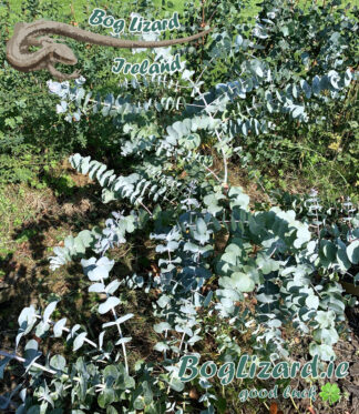 Bog Lizard - Eucalyptus Pulverulenta bush